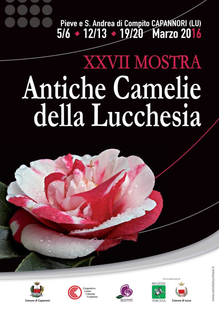 Camelie Lucchesia5