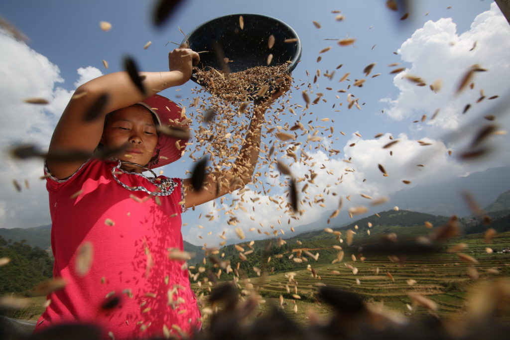 Luca Bracali Harvest time