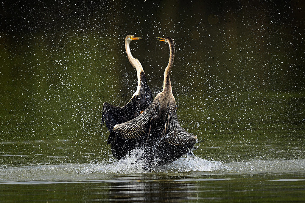 Rathika Ramas Territorial fight-Indian darter