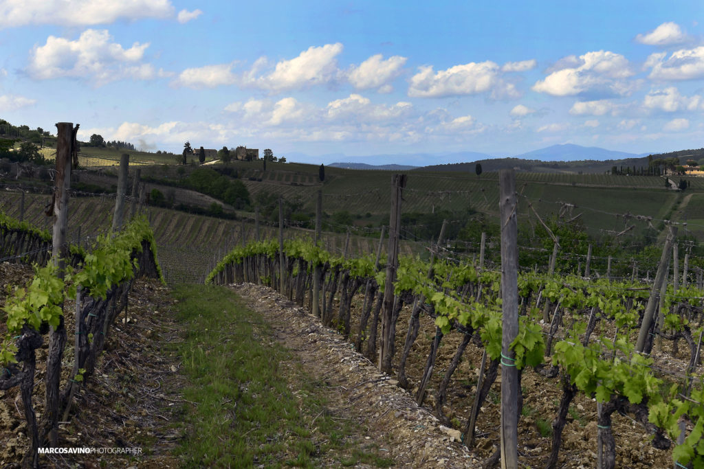 Borgo del Cabreo, relais di charme, la vista sulla vigna