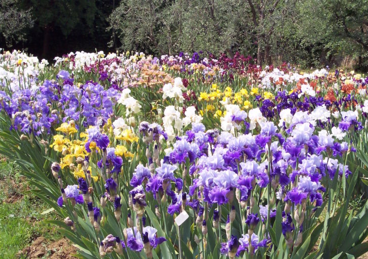 Giardino dell’Iris ospita quasi 2mila varietà di Iris ibride